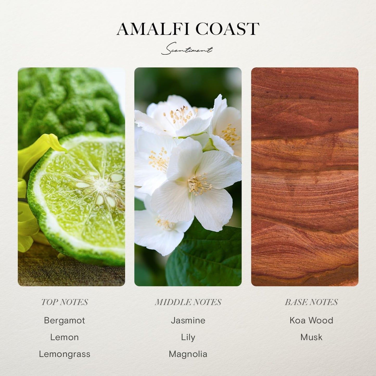 Scentiment Diffuser Oil - Amalfi Coast | Aromatherapy Fragrance | Inspired by Luxury Five Star Hotels | Notes of Bergamot, Lemongrass, Jasmine, Lily, Magnolia & Koa Wood (50 mL)