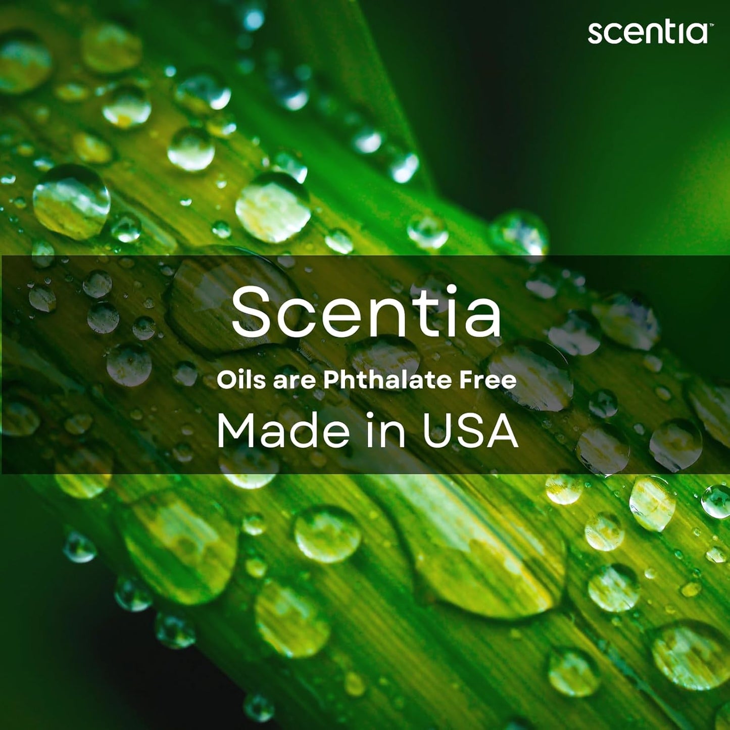 Scentia W Magic Hotel Diffuser Oil - 120 mL 4.06 fl oz - Aromatherapy Fragrance Inspired by 5-Star Hotels - Thanksgiving & Holiday Gift | Notes of Bergamot, Lemongrass, Jasmine