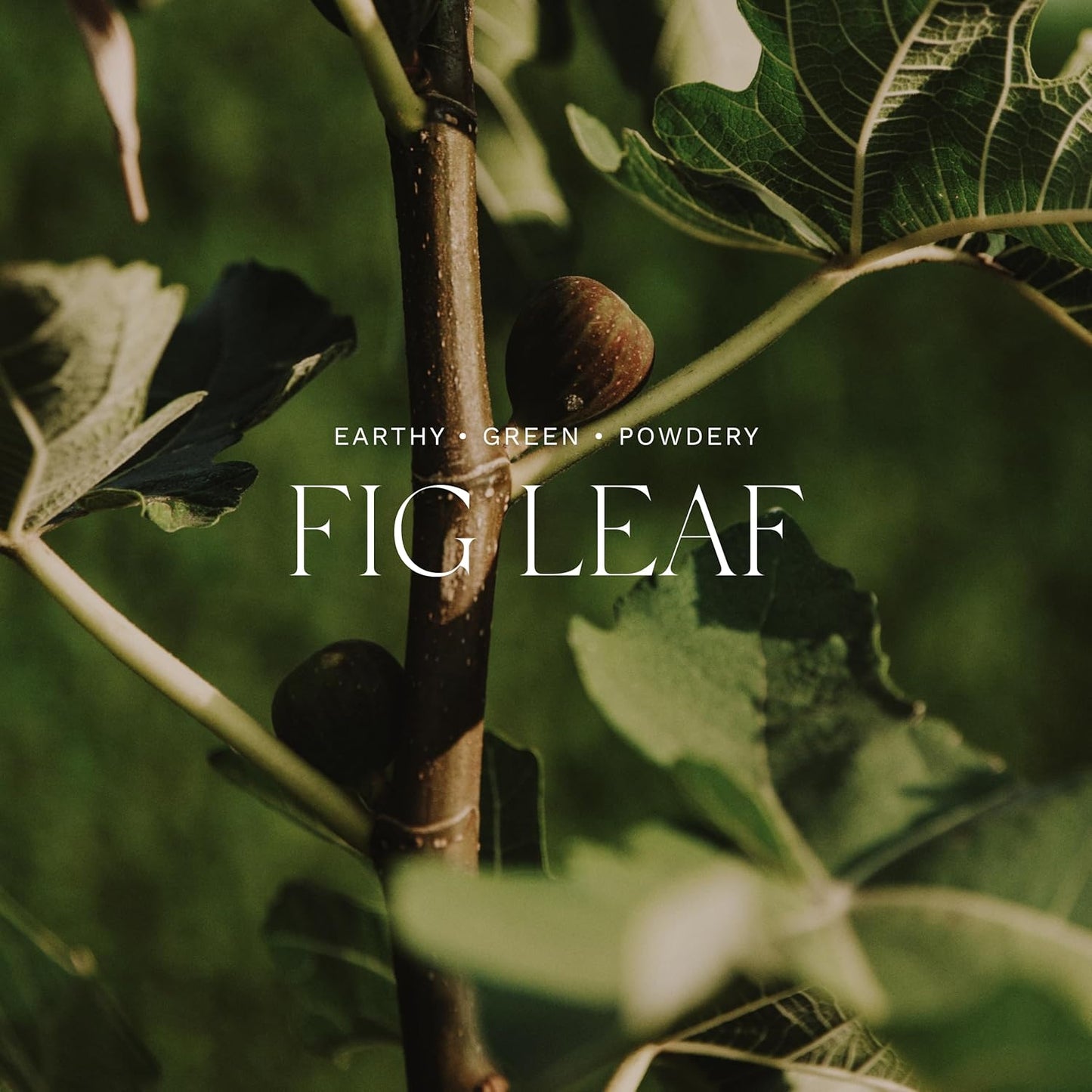 Antica Farmacista Home Ambiance Diffuser - Long-Lasting Reed Scent Diffuser - Luxury Room Freshener Gift - Fig Leaf, 8.45 fl oz