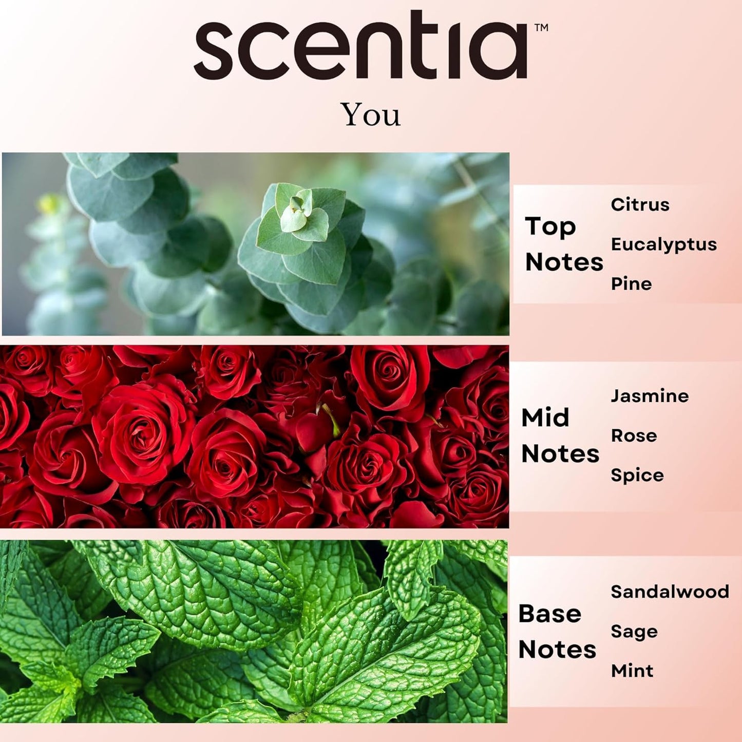 Fierce-Inspired Diffuser Oil - Scentia You Fragrance Oil Perfume Dupe - 20mL, 0.67 Fl oz Diﬀusers and Humidifiers - A and F Inspired Essential Scented Oil - Best for Aromatherapy, Thanksgiving Gift