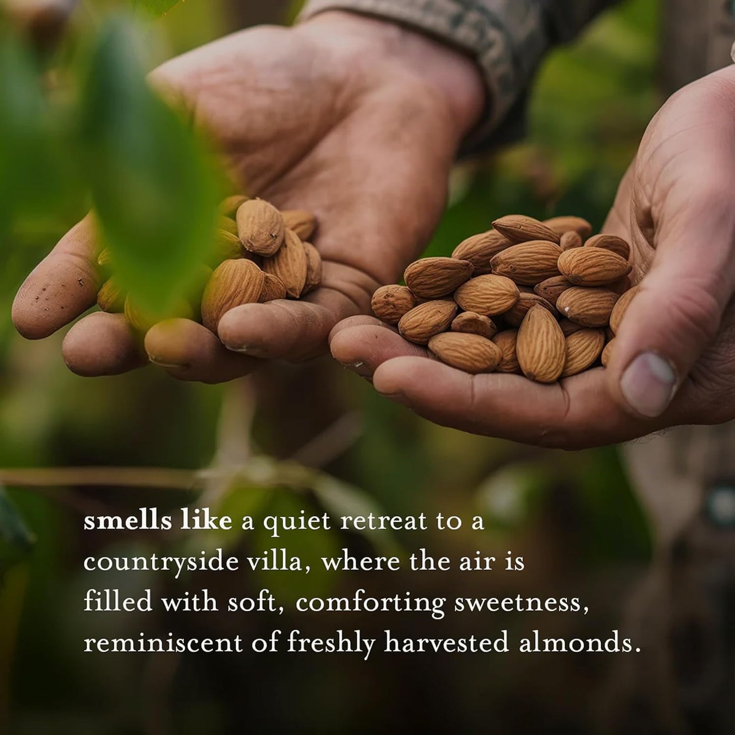 A LA MAISON French Hydrating Liquid Body Wash, Sweet Almond - Natural Body Wash Made with Essential Oils - Biodegradable, Plant-Based, Vegan, Cruelty-Free, Alcohol & Paraben Free (25.36 oz, 1 Pack)