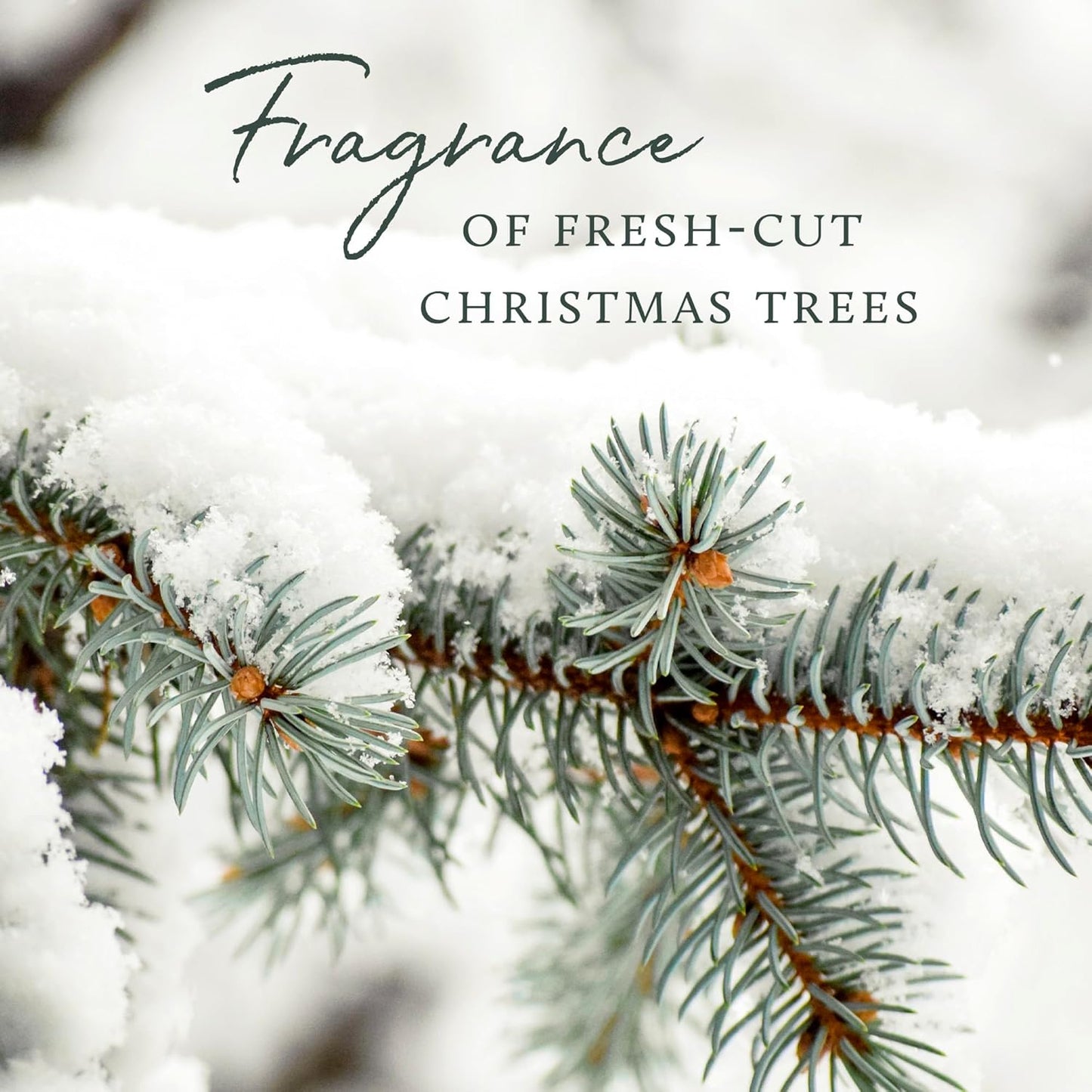Thymes Frasier Fir Flocked Jar Candles – Holiday Scented Candles for Home with Notes of Crisp Siberian Fir, Cedarwood & Sandalwood – Luxury Home Decor Gifts for Women & Men (Votive, 2 oz)