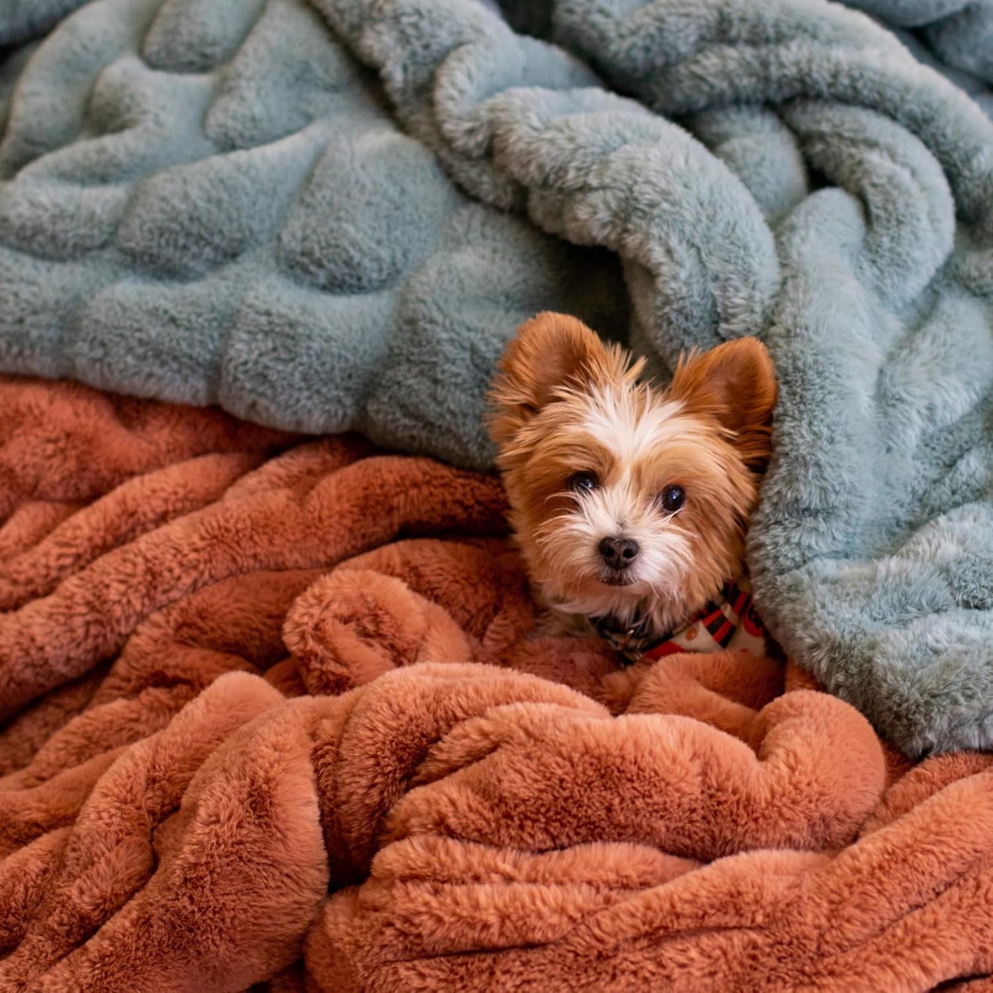 Minky Designs Copper Minky Blanket – Ultra Soft Faux Fur Throw Blanket for Couch, Bed & Home – Fluffy, Warm & Luxurious – Chic Collection (Large, 60x72)