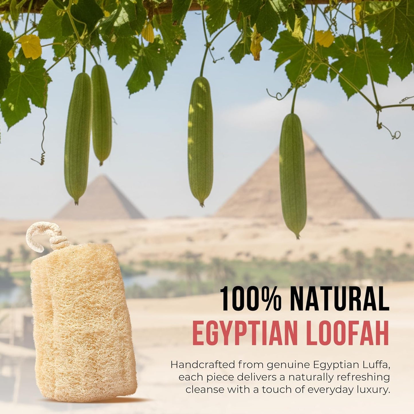 CraftsOfEgypt Natural Loofah Sponge – Egyptian Luffa Body Scrubber Pack of 4 for Men & Women, Natural Bath & Shower Loofah Exfoliator, All Natural Loofah Sponges for Face Back & Body, 6" x 6"