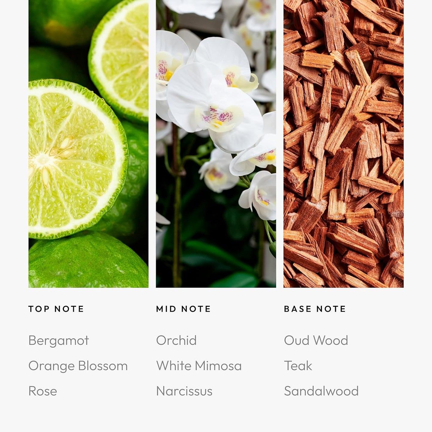 Aroma360 | Disney - A Whole New World Fragrance Oil Blend | Disney Princess Jasmine | Luxury Essential Oil Diffuser | Aromatherapy Scent Diffuser Oil | Bergamot Orange Blossom Rose 1.7 fl oz 50 mL